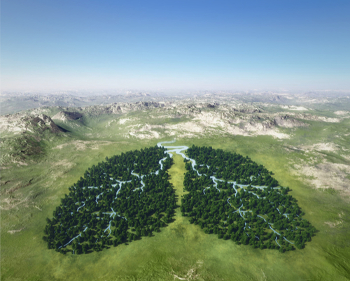 server recycling image showing a thick growth trees in the shape of human lungs